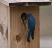 Daddy Feeding Momma. Photo by Dave Bell.