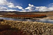 Green River Foliage. Photo by Dave Bell.