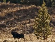 Cow Moose. Photo by Dave Bell.