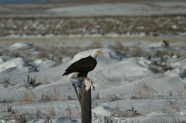 Bald Eagle With Kill. Photo by Dave Bell.