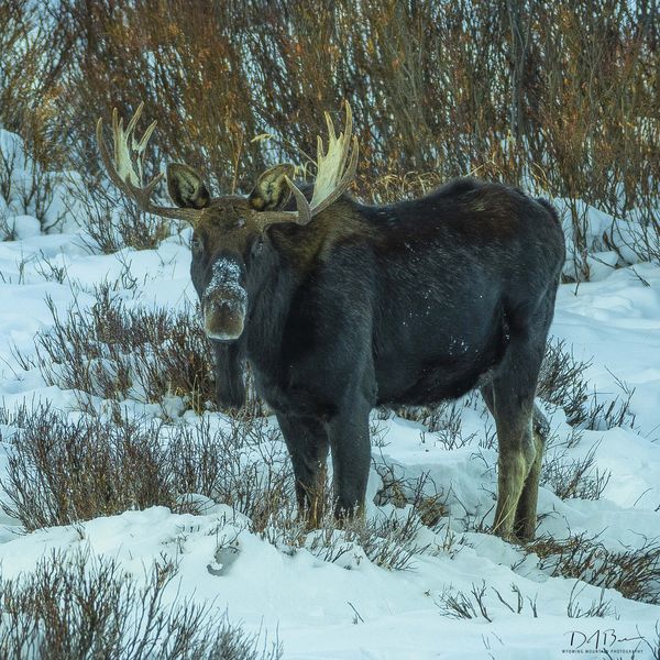 Snowy Nose. Photo by Dave Bell.