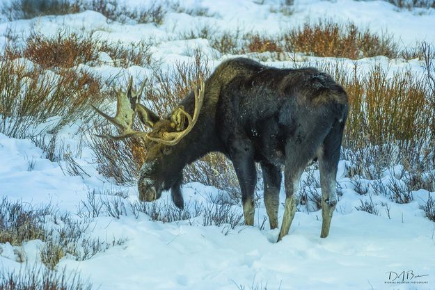 Between Chomps. Photo by Dave Bell.