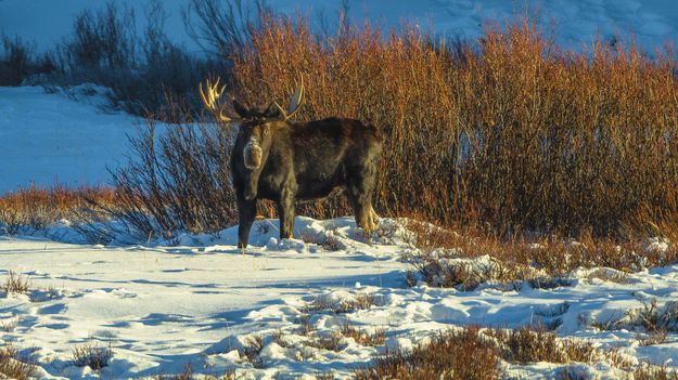 Moose In The Morning. Photo by Dave Bell.