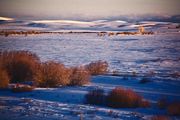 Snowy Fields At First Light. Photo by Dave Bell.