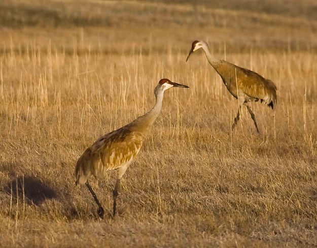 Sandhill Mates. Photo by Dave Bell.