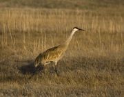 Sandhill Crane. Photo by Dave Bell.