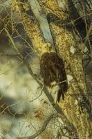 Eagle. Photo by Dave Bell.