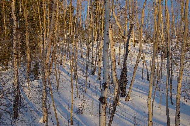 The Aspen Are Always Beautiful. Photo by Dave Bell.