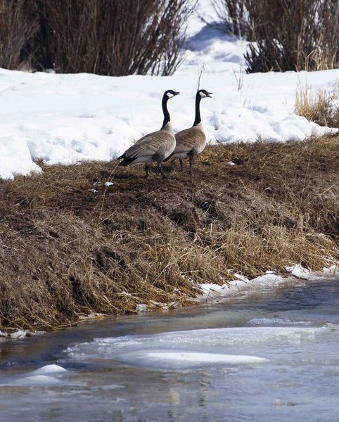 Honk! Honk! Along The Frozen Green River. Photo by Dave Bell.