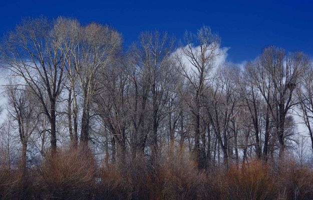 Spring Blue Sky. Photo by Dave Bell.