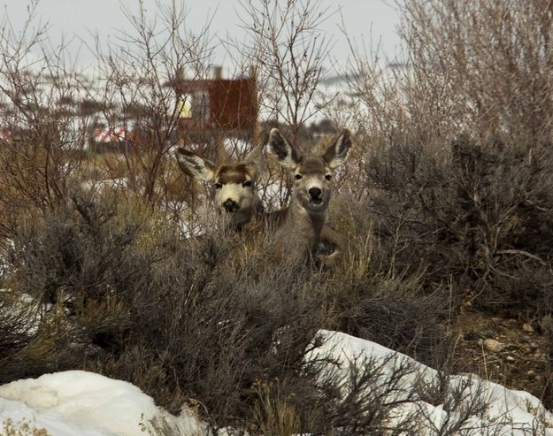 Curious. Photo by Dave Bell.