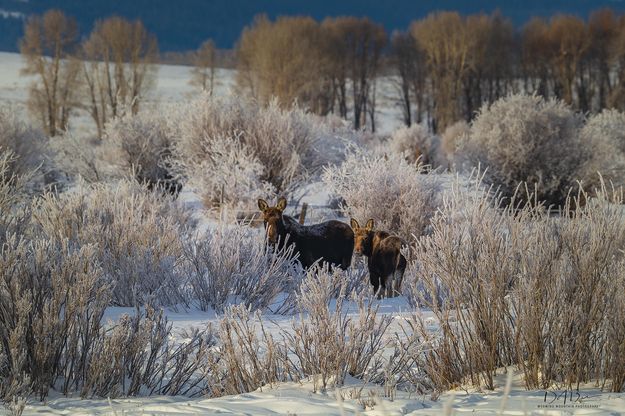 Chillin In The Frost. Photo by Dave Bell.