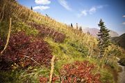 Colorful Trailside Foliage. Photo by Dave Bell.