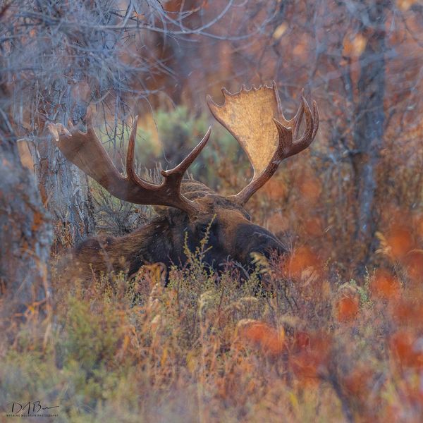 Eyes On Me. Photo by Dave Bell.