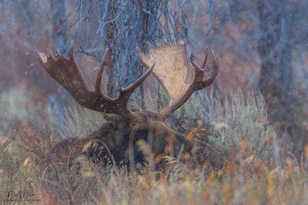 Undisturbed. Photo by Dave Bell.