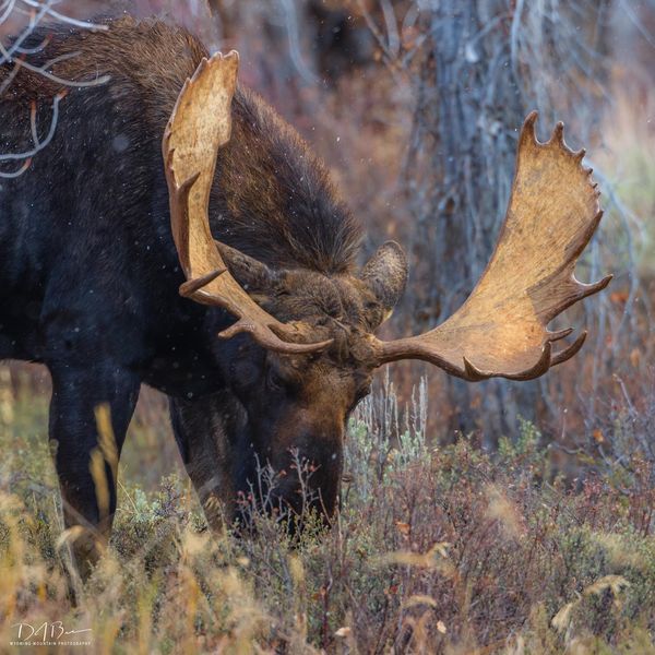 Big Boy. Photo by Dave Bell.