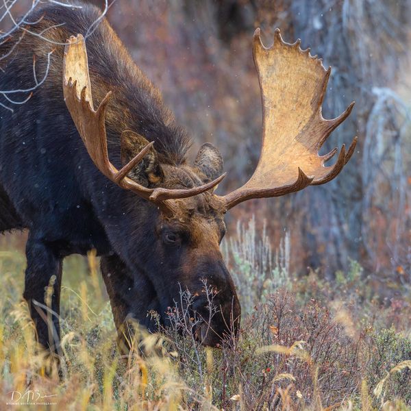 Just Browsing. Photo by Dave Bell.