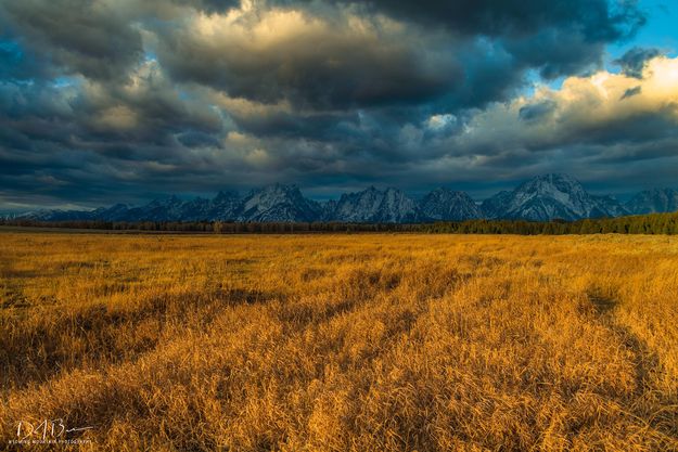 Golden Grasses. Photo by Dave Bell.