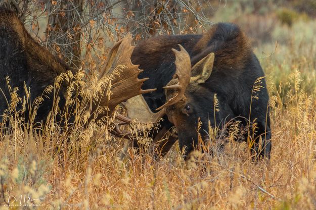 Pushing And Shoving. Photo by Dave Bell.