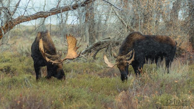 Side By Side. Photo by Dave Bell.