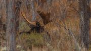 Relaxing In His Natural Environment. Photo by Dave Bell.