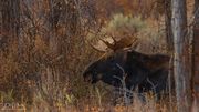 The Other Guy. Photo by Dave Bell.