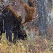 Shiny Coat--Ready For Winter. Photo by Dave Bell.