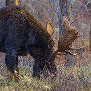 Horny Patterns. Photo by Dave Bell.