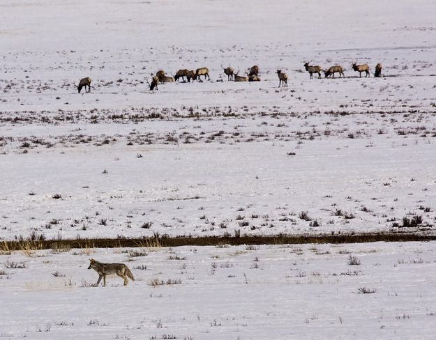 Coyote On The Elk Refuge. Photo by Dave Bell.