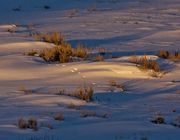 Morning Light And Tracks. Photo by Dave Bell.