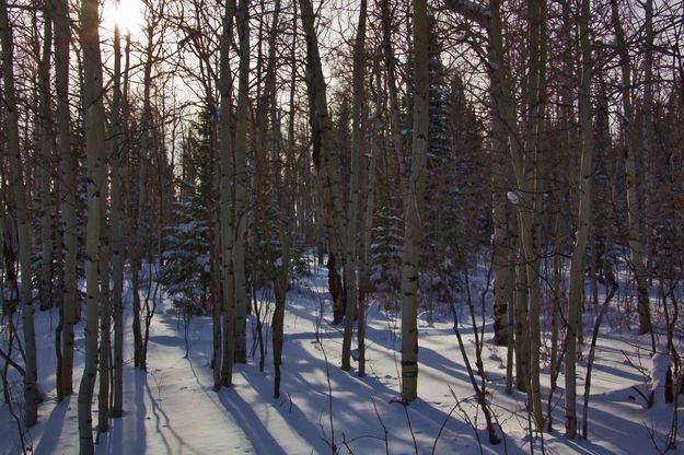 Winter Aspens Up Horse Creek. Photo by Dave Bell.