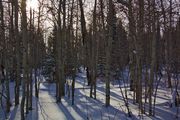 Winter Aspens Up Horse Creek. Photo by Dave Bell.