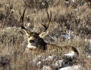 Cottonwood Buck. Photo by Dave Bell.