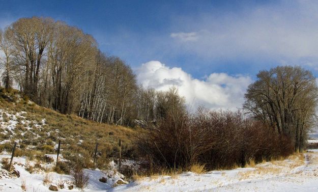 A Simple Winter Scene. Photo by Dave Bell.