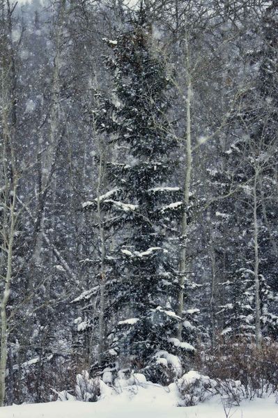 Snowy Forest Scene. Photo by Dave Bell.