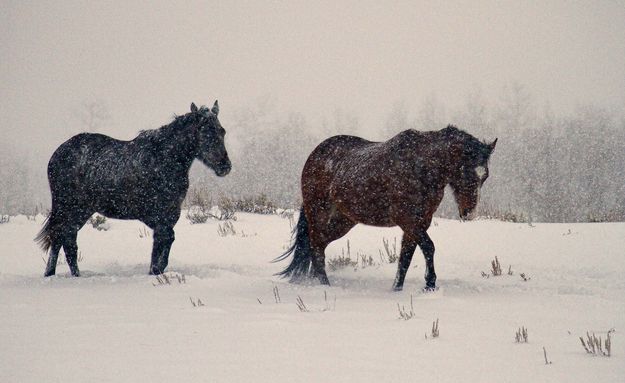 Buddies In The Storm. Photo by Dave Bell.