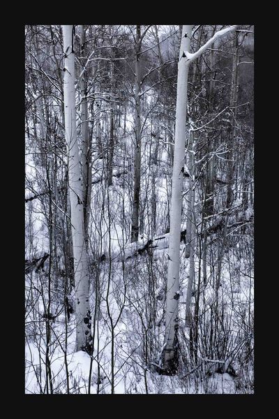 Aspen Winter . Photo by Dave Bell.