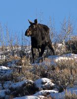 Morning Moose. Photo by Dave Bell.