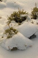 Sage And Snow. Photo by Dave Bell.