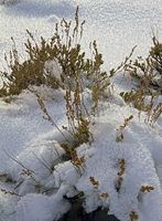 Frosty Sage. Photo by Dave Bell.