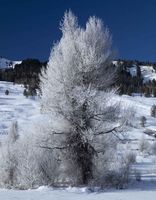 Frosty In Bondurant. Photo by Dave Bell.