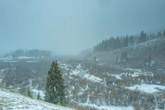 Snow Squall. Photo by Dave Bell.