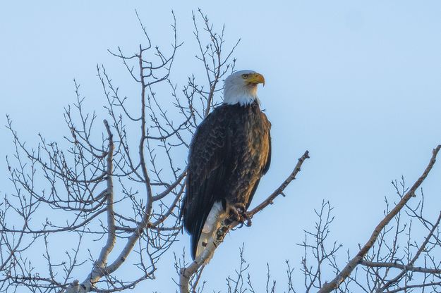 Eagle Golden Light. Photo by Dave Bell.