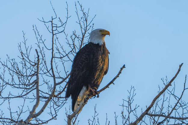 Far Away Gaze. Photo by Dave Bell.