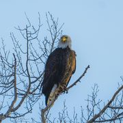 Eagle Eyes. Photo by Dave Bell.