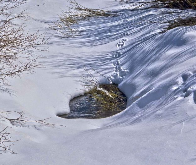 Track To The Watering Hole. Photo by Dave Bell.