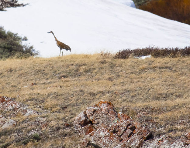 Sandhill. Photo by Dave Bell.