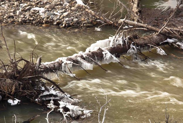 Icy Log Up Horse Creek. Photo by Dave Bell.