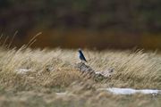 Bluebird Up Cottonwood. Photo by Dave Bell.