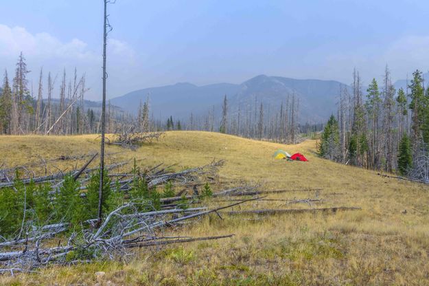 Burned Forest Along West Fork Of The South Fork Of The Sun River. Photo by Dave Bell.